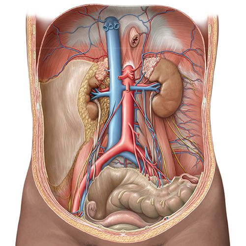 MedOne_TryMedOne_Anatomy Lab_Section4_500x500_26O3CT_k0
