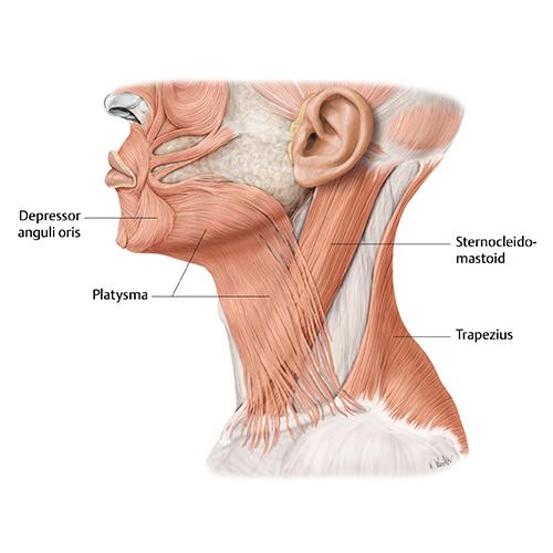 MedOne_TryMedOne_Anatomy Lab_Section4_500x500_26O3CT_k02