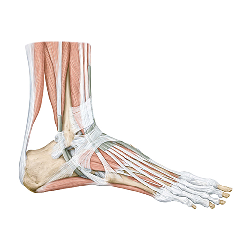 MedOne_TryMedOne_Anatomy Lab_Section4_500x500_26O3CT_k03