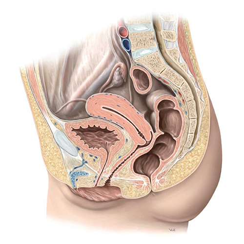 MedOne_TryMedOne_Anatomy Lab_Section4_500x500_26O3CT_k04