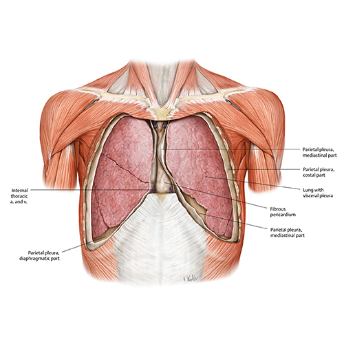 MedOne_TryMedOne_Anatomy Lab_Section4_500x500_26O3CT_k05