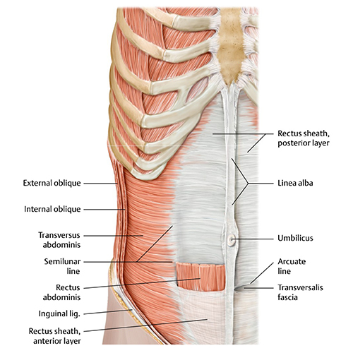 MedOne_TryMedOne_Anatomy Lab_Section4_500x500_26O3CT_k06