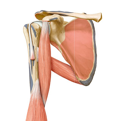 MedOne_TryMedOne_Anatomy Lab_Section4_500x500_26O3CT_k07