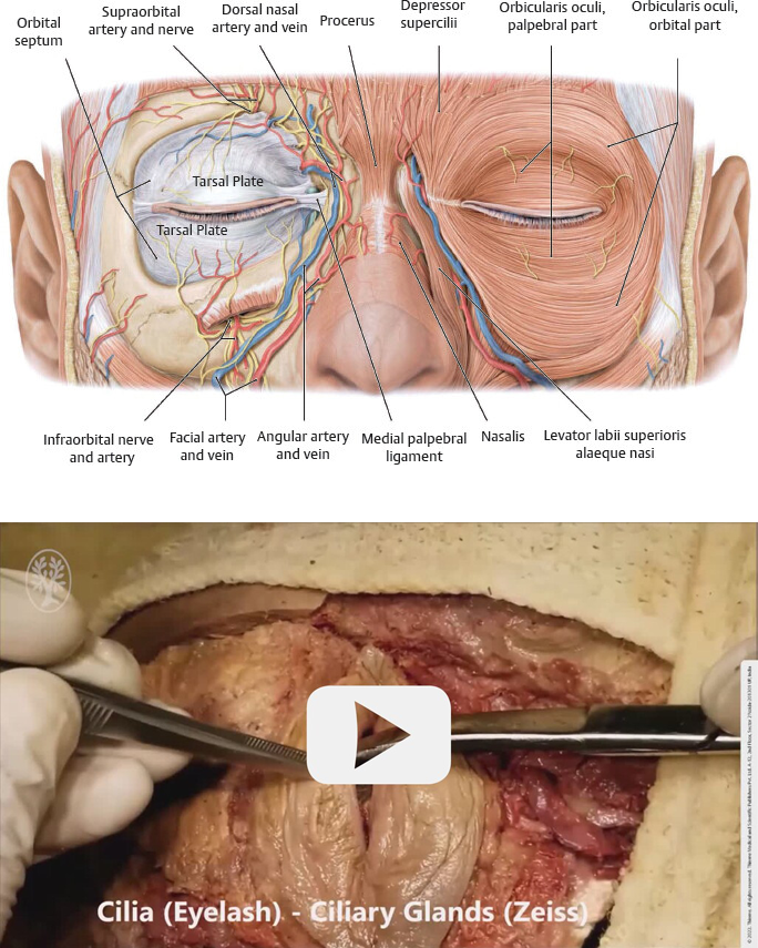 Thieme Dissector Vol 3 Anatomy image and dissection video from Thieme Dissector Vol 3, Head, Neck and Brain