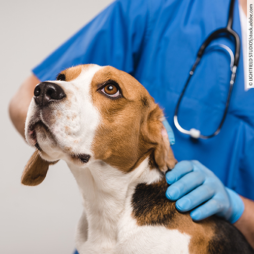 Call for Vet Case Studies 